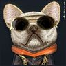 Nimmy etui iPhone 15 6.1" czarny/black   Glasses Cool Dog na NearMe.pl