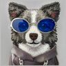 Etui Nimmy Glasses Cool Dog do iPhone 17 szary na NearMe.pl